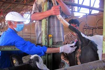 1 مرداد ماه؛ پایش بیماری سل و بروسلوز در جمعیت دام سنگین شهرستان مشهد