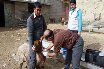 4 آذر ماه؛ عملیات نمونه برداری و بررسی علت سقط جنین دامهای کلات توسط کارشناس اداره کل دامپزشکی و شبک