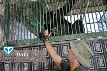 16 مرداد ماه؛ اولین روز از حضور هنرمندان استان خراسان رضوی در تور تخصصی «جشنواره ملی فیلم و عکس بیطا