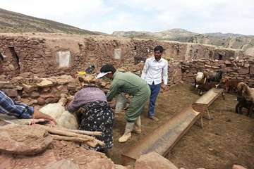 13 خرداد ماه، واکسیناسیون تب برفکی و توزیع رایگان سم در بین عشایر قوچان و درگز ساکن در هزار مسجد