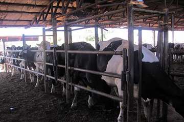 1 مرداد ماه؛ پایش بیماری سل و بروسلوز در جمعیت دام سنگین شهرستان مشهد