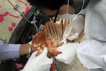 2 مرداد ماه؛ اجرای مستمر طرح پایش طیور به منظور پیشگیری از آنفلوانزای فوق حاد و نیوکاسل در شهرستان ق