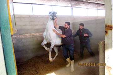 گزارش تست سرمی مشمشه در باشگاه های سوارکاری سبزوار - 14 شهریور