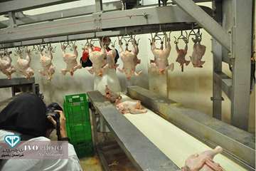 17 مرداد ماه؛ دومین روز حضور عکاسان و مستند سازان در تور جشنواره ملی فیلم و عکس بیطار