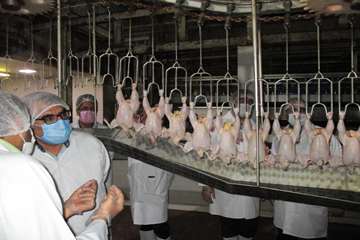 بازدید مدیران کل دامپزشکی و تعزیرات حکومتی از کشتارگاههای طیور مشهد