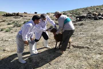 بازدید معاون سلامت اداره کل دامپزشکی خراسان رضوی از وضعیت بیماری در شهرستان کلات