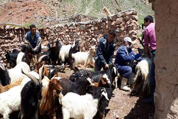 شرایط سخت کاری خدمات پرسنل دامپزشکی در شهرستان درگز