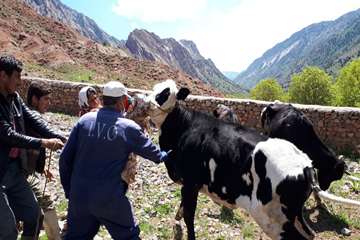 شرایط سخت کاری خدمات پرسنل دامپزشکی در شهرستان درگز