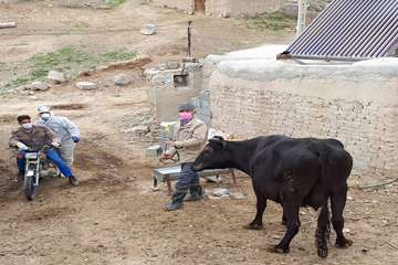 شرایط سخت کاری خدمات پرسنل دامپزشکی در شهرستان درگز