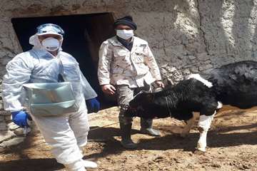 شرایط سخت کاری خدمات پرسنل دامپزشکی در شهرستان درگز