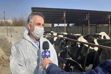 بازدید میدانی مدیر کل دامپزشکی استان از دامداری های اطراف مشهد و نظارت بر عملیات واکسیناسیون رایگان 