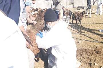 بازدید میدانی مدیر کل دامپزشکی استان از دامداری های اطراف مشهد و نظارت بر عملیات واکسیناسیون رایگان 