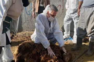 بازدید میدانی مدیر کل دامپزشکی استان از دامداری های اطراف مشهد و نظارت بر عملیات واکسیناسیون رایگان 