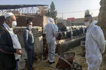 بازدید میدانی مدیر کل دامپزشکی استان از دامداری های اطراف مشهد و نظارت بر عملیات واکسیناسیون رایگان 