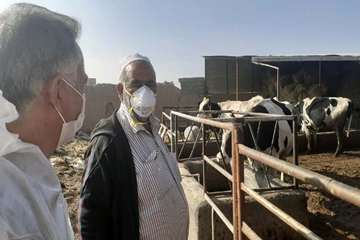 بازدید میدانی مدیر کل دامپزشکی استان از دامداری های اطراف مشهد و نظارت بر عملیات واکسیناسیون رایگان 