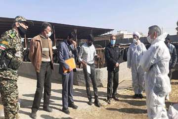 بازدید میدانی مدیر کل دامپزشکی استان از دامداری های اطراف مشهد و نظارت بر عملیات واکسیناسیون رایگان 