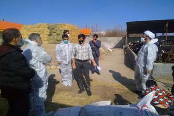 بازدید میدانی مدیر کل دامپزشکی استان از دامداری های اطراف مشهد و نظارت بر عملیات واکسیناسیون رایگان 