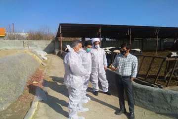 بازدید میدانی مدیر کل دامپزشکی استان از دامداری های اطراف مشهد و نظارت بر عملیات واکسیناسیون رایگان 