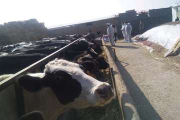 بازدید میدانی مدیر کل دامپزشکی استان از دامداری های اطراف مشهد و نظارت بر عملیات واکسیناسیون رایگان 