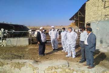 بازدید میدانی مدیر کل دامپزشکی استان از دامداری های اطراف مشهد و نظارت بر عملیات واکسیناسیون رایگان 