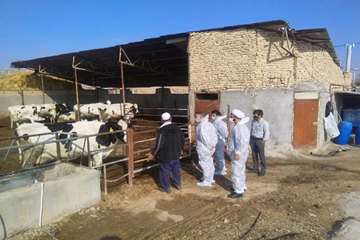 بازدید میدانی مدیر کل دامپزشکی استان از دامداری های اطراف مشهد و نظارت بر عملیات واکسیناسیون رایگان 