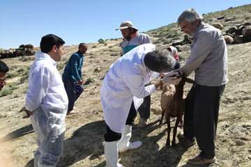 بازدید معاون سلامت اداره کل دامپزشکی خراسان رضوی از وضعیت بیماری در شهرستان کلات