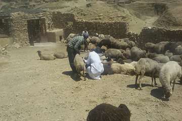 بازدید معاون سلامت اداره کل دامپزشکی خراسان رضوی از وضعیت بیماری در شهرستان کلات