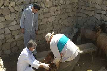 بازدید معاون سلامت اداره کل دامپزشکی خراسان رضوی از وضعیت بیماری در شهرستان کلات