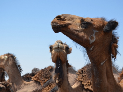 آلبوم تصویری واکسیناسیون شاربن شتر در اراضی و بیابان های روستای گندم بر کاشمر