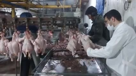 بازدید سرزده رئیس شبکه دامپزشکی کاشمر از کشتارگاه طیور شهرستان