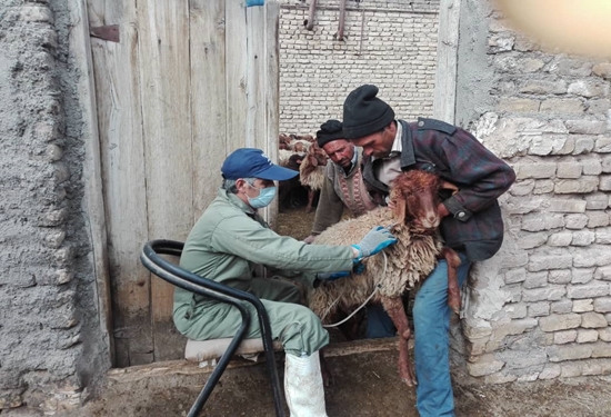 واکسیناسیون دام
