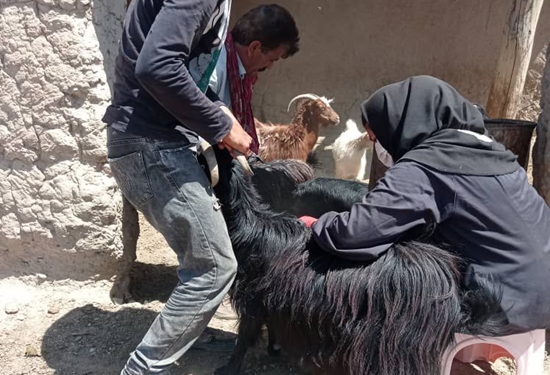 درگز واکسین