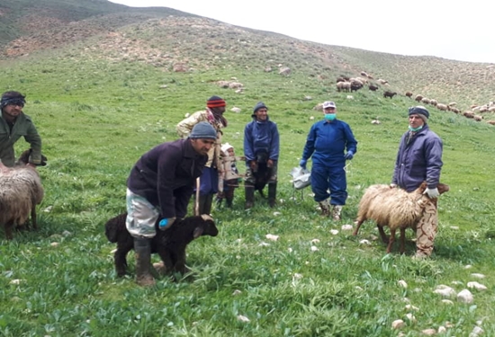 پیشرفت 130 درصدی واکسیناسیون علیه بیماری آبله در درگز 