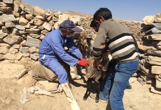 واکسن آبله گوسفند و بز در شهرستان بینالود  