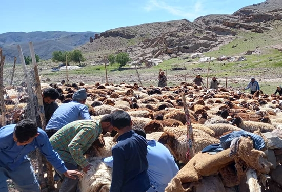 آغاز مرحله دوم برنامه ملی ریشه کنی بیماری طاعون نشخوار کنندگان کوچک در خوشاب 