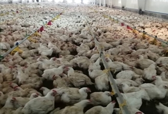 نظارت بهداشتی بر جوجه ریزی، پرورش و بارگیری بیش از 5 میلیون و 800 هزار قطعه مرغ گوشتی در شهرستان خواف 