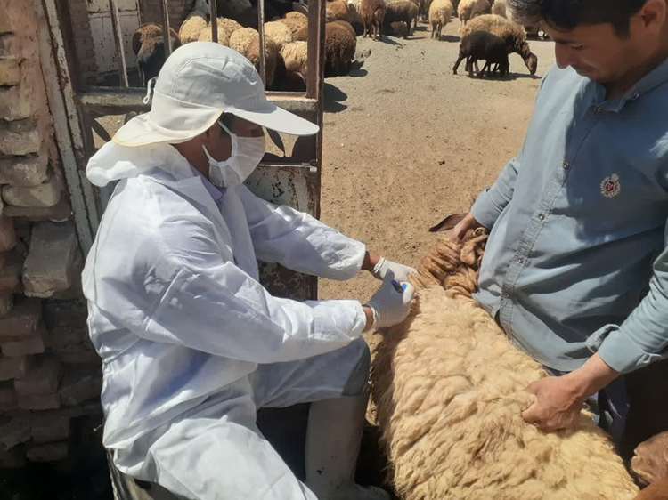 انجام بیش از ۱۵ میلیون نوبت واکسیناسیون دام در خراسان رضوی