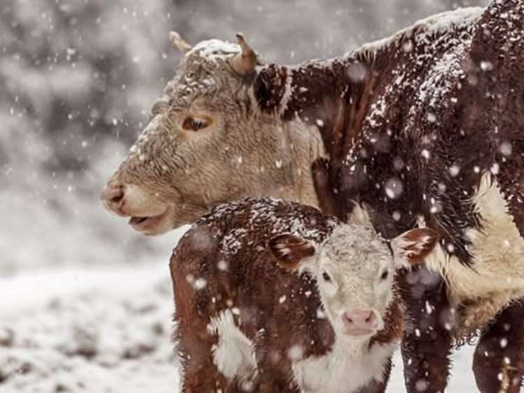 هشدار اداره کل دامپزشکی استان به دامداران و مرغداران همزمان باکاهش