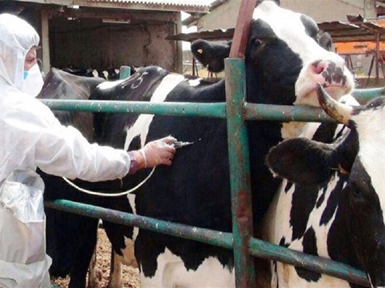 شیوع بیماری لمپی اسکین  در کشور افغانستان و اقدامات صورت گرفته در شهرستان تایباد 