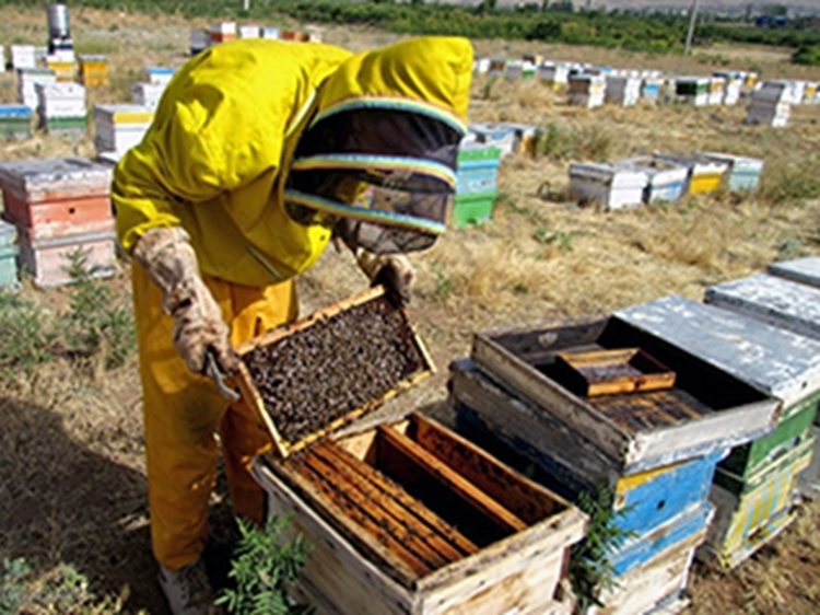 هشدار شبکه دامپزشکی گلبهار به زنبورداران در خصوص مصرف داروهای غیرمجاز فاقد پروانه ساخت و گواهی ثبت