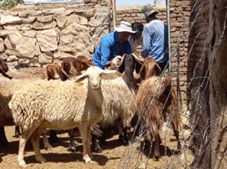 برگزاری اردوی جهادی دامپزشکی و بسیج سازندگی در روستاهای بخش پیراکوه شهرستان جوین