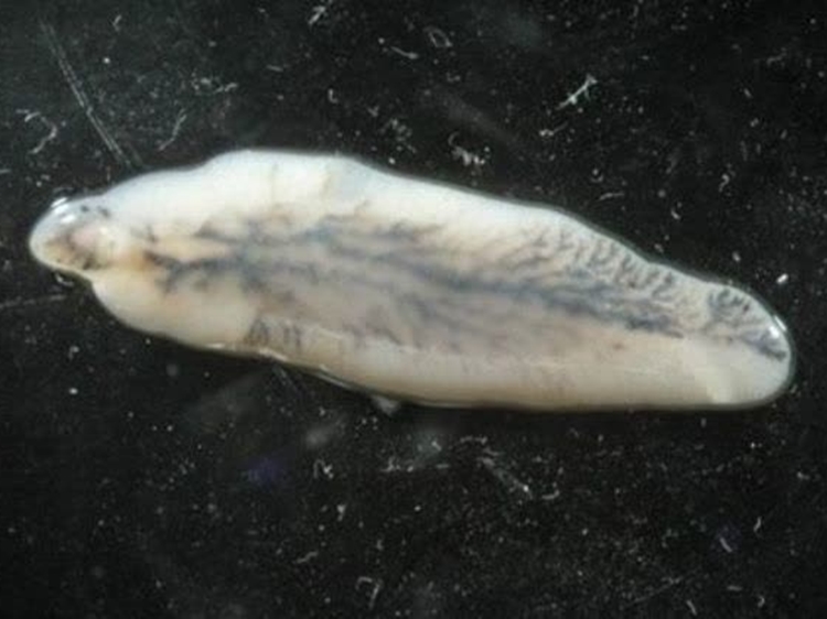 هشدار شبکه دامپزشکی جغتای درخصوص بیماری فاسیولوزیس