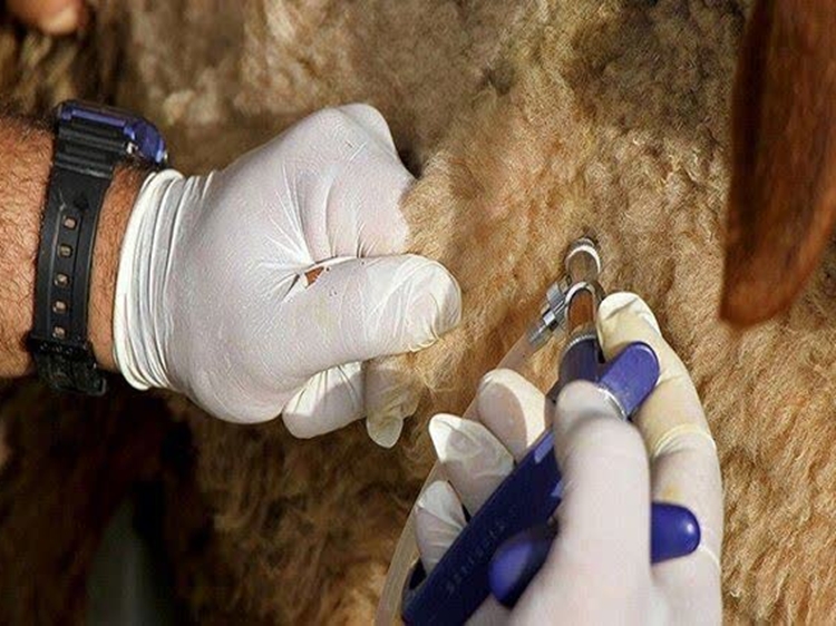 واکسیناسیون بیش از 350 هزار راس دام در نه ماهه ابتدای سال جاری در شهرستان جوین