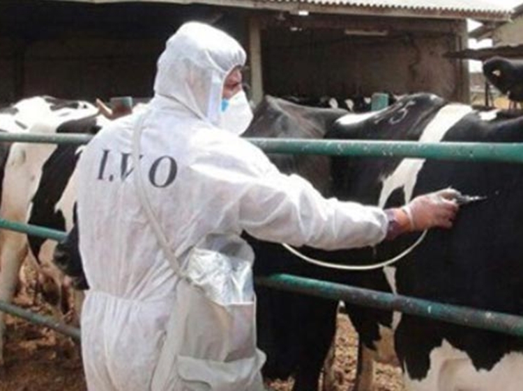 واکسیناسیون بیش از 1700 راس دام سنگین علیه تب برفکی در بجستان