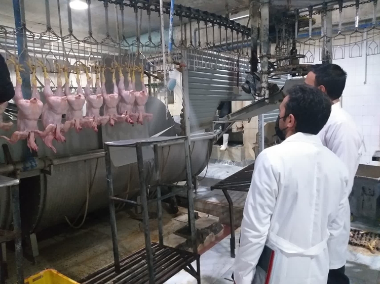 نظارت بهداشتی دامپزشکی مه ولات بر استحصال بیش از 3826 تن گوشت قرمز و سفید   
