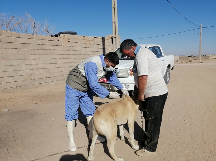 پوشش حداکثری واکسیناسیون هاری سگ های صاحبدار در شهر یونسی شهرستان بجستان 