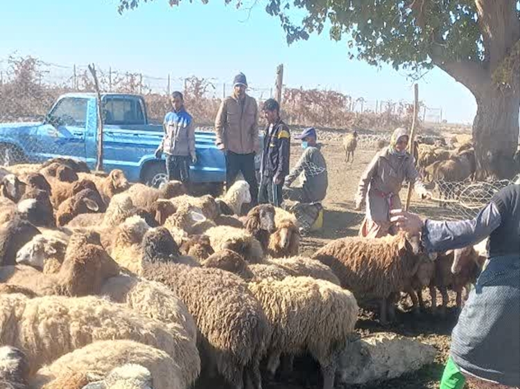 برگزاری اردوی جهادی شبکه دامپزشکی و بسیج سازندگی شهرستان در مناطق عشایری جوین 