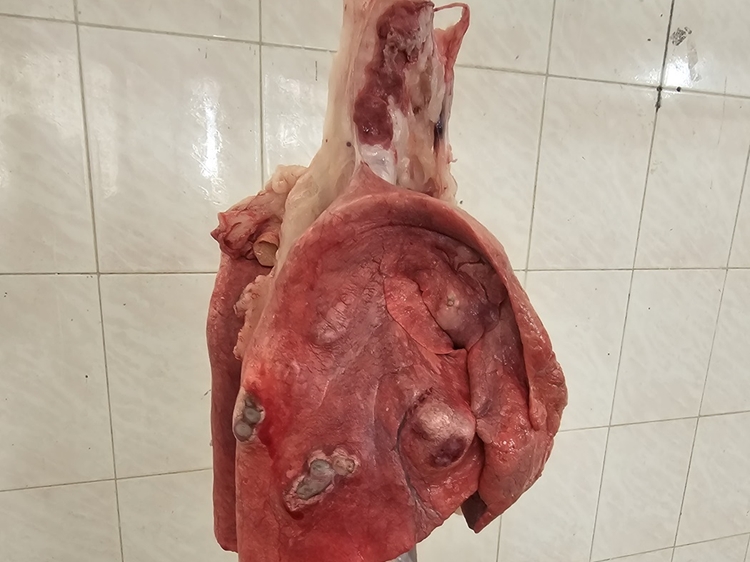 ضبط و معدوم سازی 33 مورد کبد و ریه آلوده به کیست هیداتید در کشتارگاه دام رشتخوار