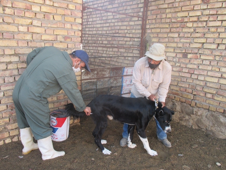  هاری یکی از خطرناکترین بیماریهای مشترک بین انسان و حیوان است 