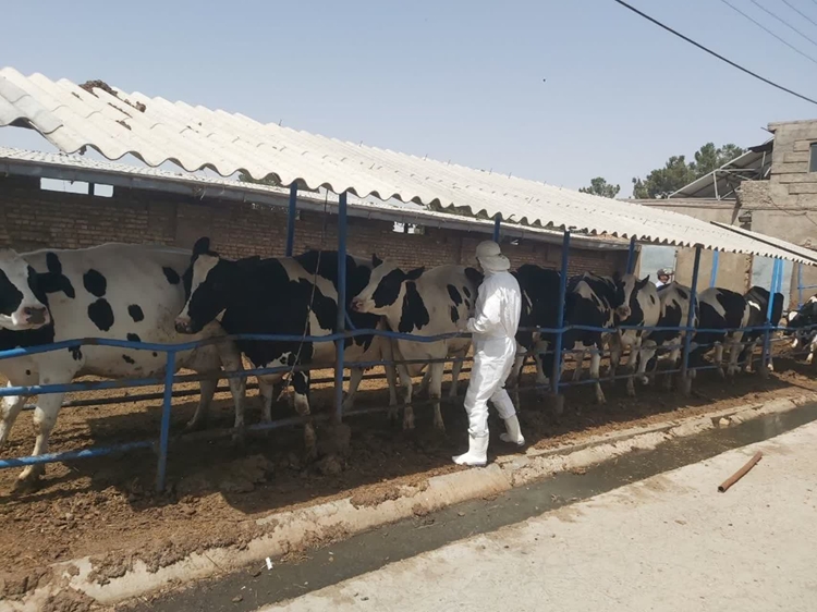 آغاز طرح رایگان واکسیناسیون تب برفکی در جمعیت دام سبک و سنگین روستایی و عشایری شهرستان نیشابور 